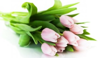 Как выбрать качественные тюльпаны?