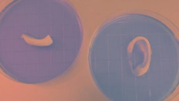3D-биопринтер позволяет создать уши, мышцы и костную ткань